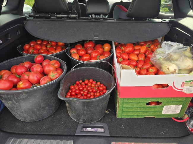 Sezon pomidorowy oficjalnie OTWARTY